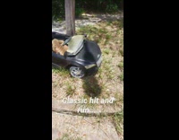 Damaged black toy car outside dirt tree