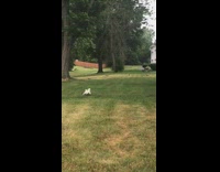 Small white dog runs after squirrels tree