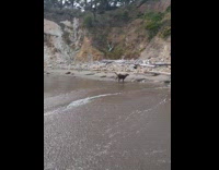 Dog excited to run around the beach