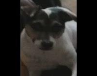 Guy film says smile dog show teeth