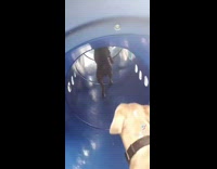 Collab BitchMP - Brown dog red collar lays down in blue slide 