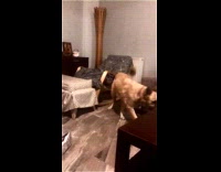 Dog finds the scent around the house