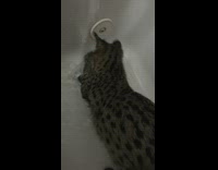 Curious Cat Plays with Whirlpool on Bathtub