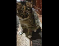 Cat plays with owner and gets really tired 
