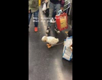 White duck bites leash subway train gudetama 