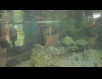 Green shirt guy fishes bass pro store 