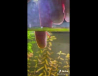 Small shrimp clings to the finger on the aquarium