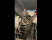 Tabby cat meow and yawn knead blanket