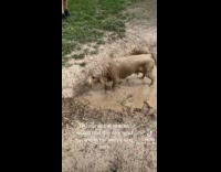 Dog rolling around mud puddle 