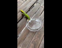 Gecko licks ice cream on plastic lid