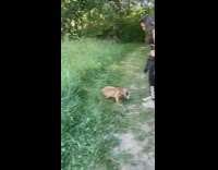 Bulldog dog runs tall grass purple flowers 