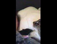 Collab BitchMP - Cat bed tries to bite girl finger