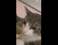 Grey brown white cat laying down meows 