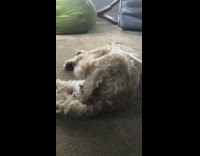 Person petting a dog with a stick