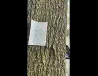 Note on tree says we have oatly milk 