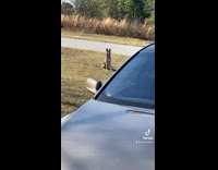 Dog ate some brownies and is outside on grass