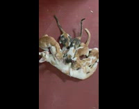 Four kittens nurse on orange mom cat