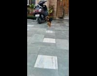 Black brown puppy dog runs outside motorcycle 