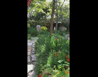 Vietnamese dad backyard social distancing friends chairs