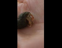 Hermit crab peeks out from its shell on the palm of the hand