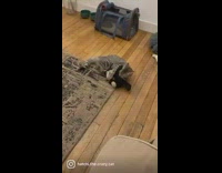 Cat playing with monkey toy tackles it 