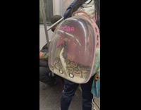 Woman carry snake pet inside capsule bag