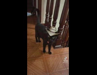 Black cat with small white cowboy hat filter