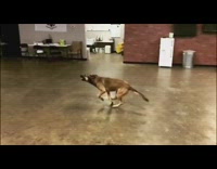 german shepherd improved training