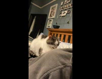 Smirking cat gets comfortable on back