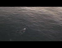 Drone shot ocean whale jump in water