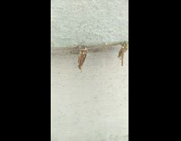 Two worms hangs on the edge with their cocoons