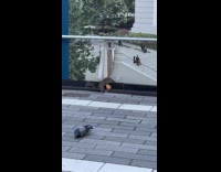 Collab WINY - Squirrel take bread into hole in poster