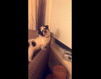 Dog likes to peep at the window