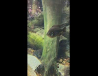 Man showing freshmen cypher video to fishes