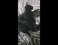 Black cat grey ac unit zebra blanket 