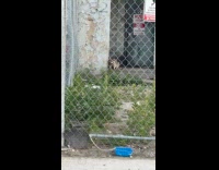 Woman show animals gather around the street