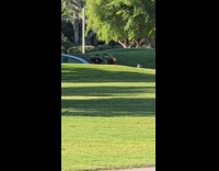 Man and Woman tiktok dance at park