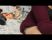 White Dog on Bed Barks Silently At Owner's Back