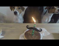 Bunch of Dogs At Wood Bench Are Eating Hamburgers For Birthday