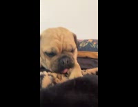 Dog Munches its Tongue as it Lays on Bed