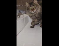 Brown cat drinks water from sink faucet 