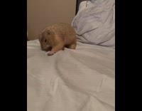 Prairie dog acts crazy