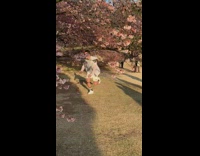 People take photos with cherry blossom tree