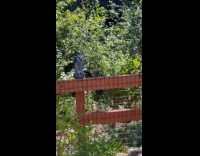Display owls near real owl at backyard