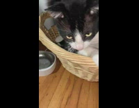 Cat in basket hits camera 