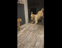 Collab Clips mpugc - Dog trying to play with orange cat