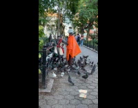 Collab WINY - Woman in orange raincoat feeds pigeon flock