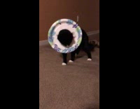 Cat with paper plate makeshift of cone