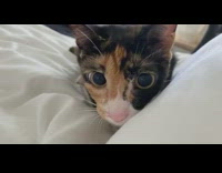 Black orange white kitten blanket wind windy