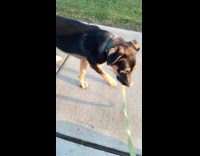 Dog unhappy owner sat down during walk
